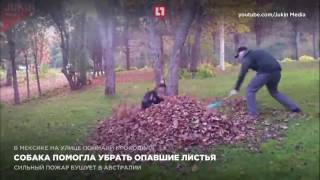 Собака помогла убрать опавшие листья Собака помогла убрать опавшие листья