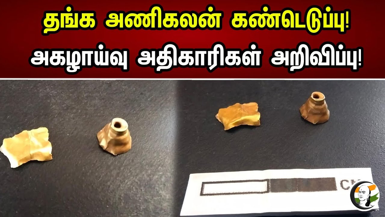 தங்க அணிகலன் கண்டெடுப்பு! அகழாய்வு அதிகாரிகள்  அறிவிப்பு! | Excavation officials announcement! |