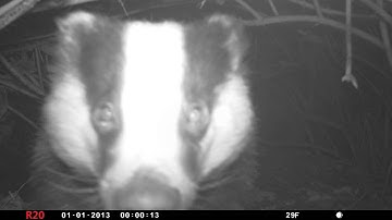 Badger sniffs out camera