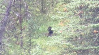 Is this a Bigfoot hunting a Deer? Shocking Sasquatch video Is this a Bigfoot hunting a Deer? Shocking Sasquatch video