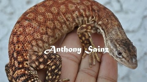 Tame Red Ackies Monitor