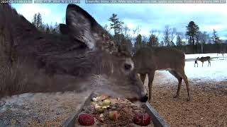 Super Bowl 58 Deer Pantry Prediction by Brownville's Food Pantry For Deer 22,166 views 3 months ago 25 seconds