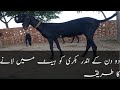 بکری کو ہیٹ میں لانے کا طریقہ Bakri Ko Heet Mein Lane Ka Tarika