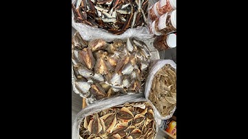 Cá Khô Phan Thiết - Cá đù, cá đục, cá chỉ đại, cá trích