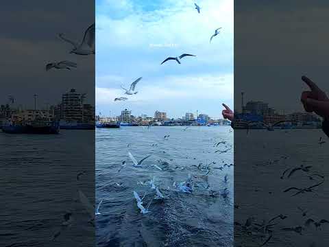 بورسعيد بورسعيد واللي منها بورفؤاد معدية بورفؤاد