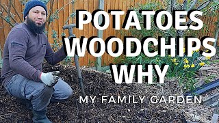 Why I Grow Potatoes In Woodchips ? No Dig Potatoes