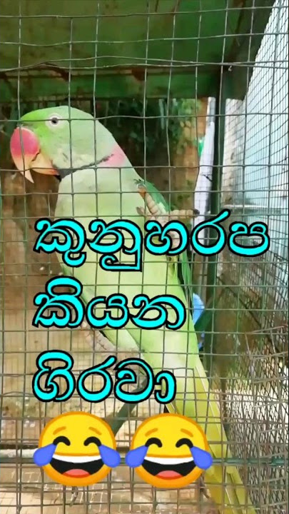 කුනුහරප කියන ගිරවා 😂😂😂🙏