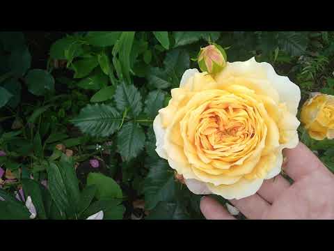 Wideo: Terry Malwa (29 Zdjęć): Cechy Kwiatów Wieloletnich, Zasady Uprawy Róży Z Nasion, Niuanse Sadzenia I Pielęgnacji