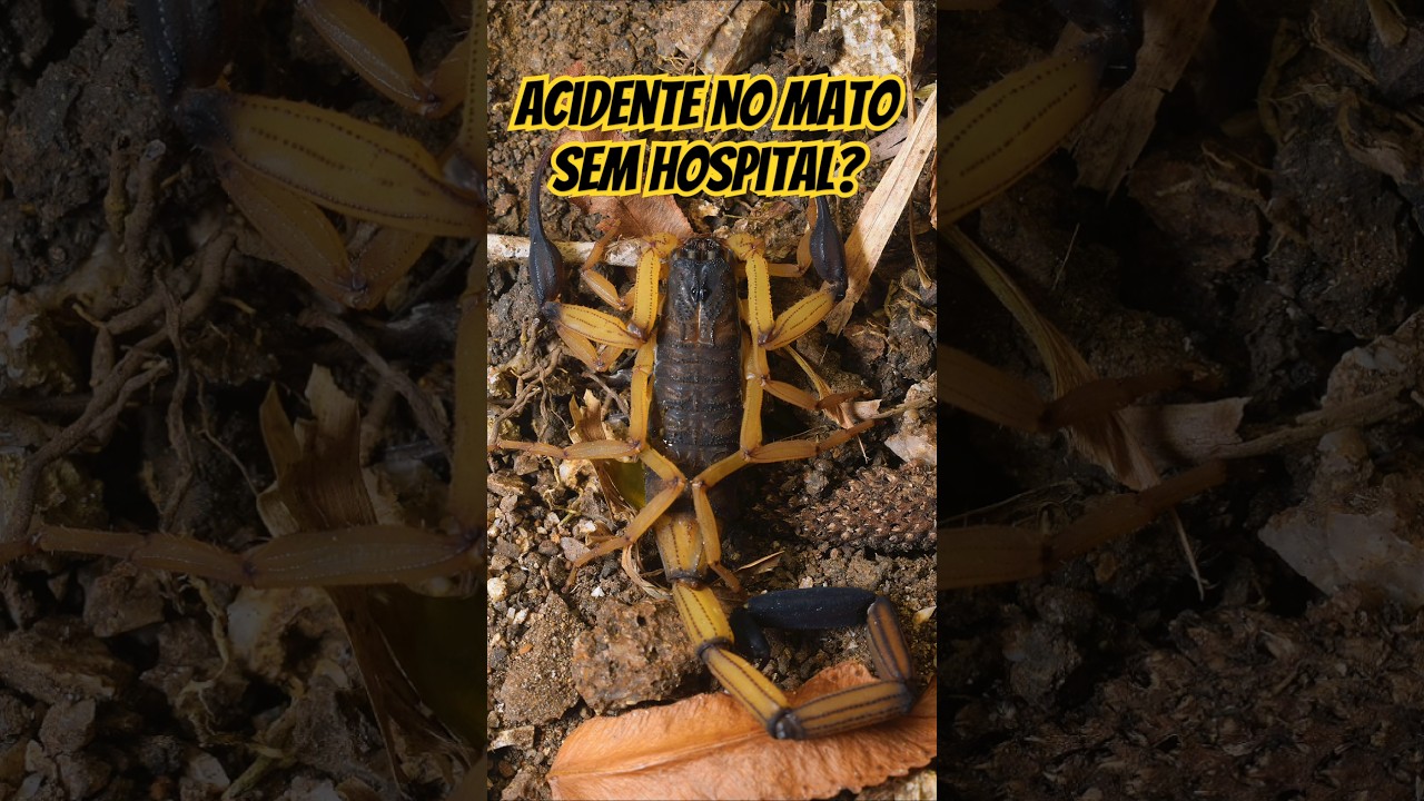 Picada de ESCORPIÃO: No MATO e sem HOSPITAL! O que fazer??