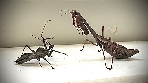 Carolina Mantis VS Wheel Bug