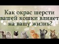 Как окрас шерсти вашей кошки влияет на вашу жизнь. Почему Ваша кошка пришла именно к Вам