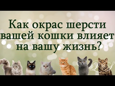 Видео: Ваша домашняя жизнь подчеркивает вашу кошку?