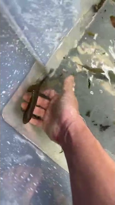 How Big Rainbowfish Can Get