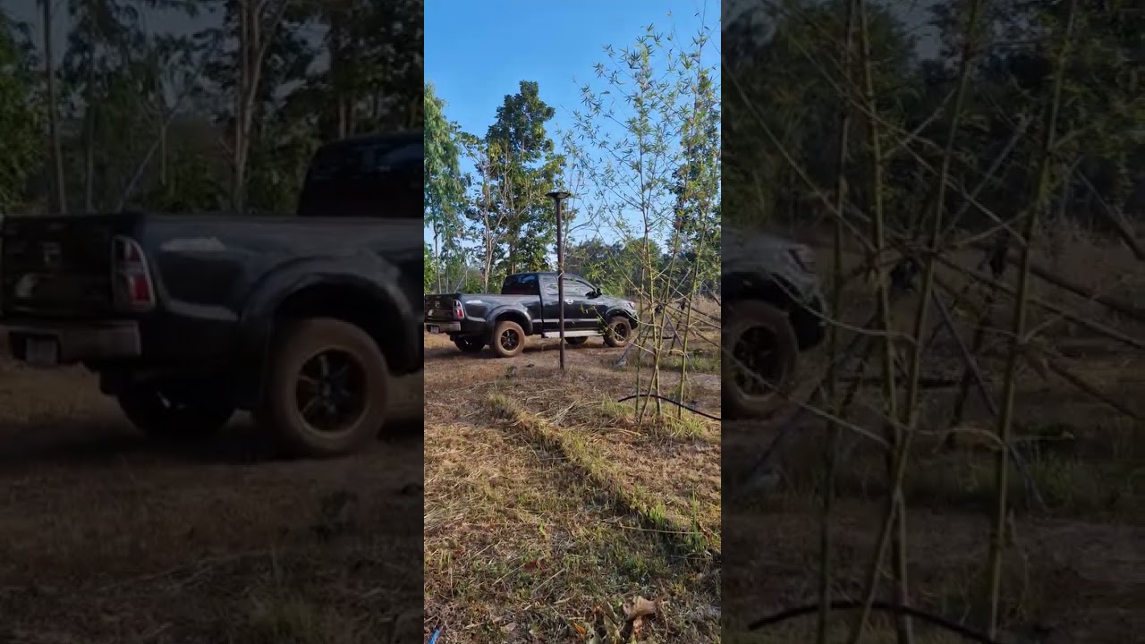 ไผ่บงหวานเพชรน้ำผึ้งเบอร์ 9