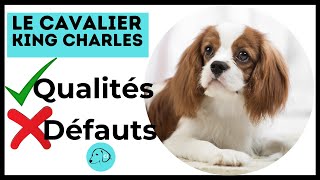 Tout Savoir sur le chien Cavalier king Charles  Caractère  Qualités et Défauts