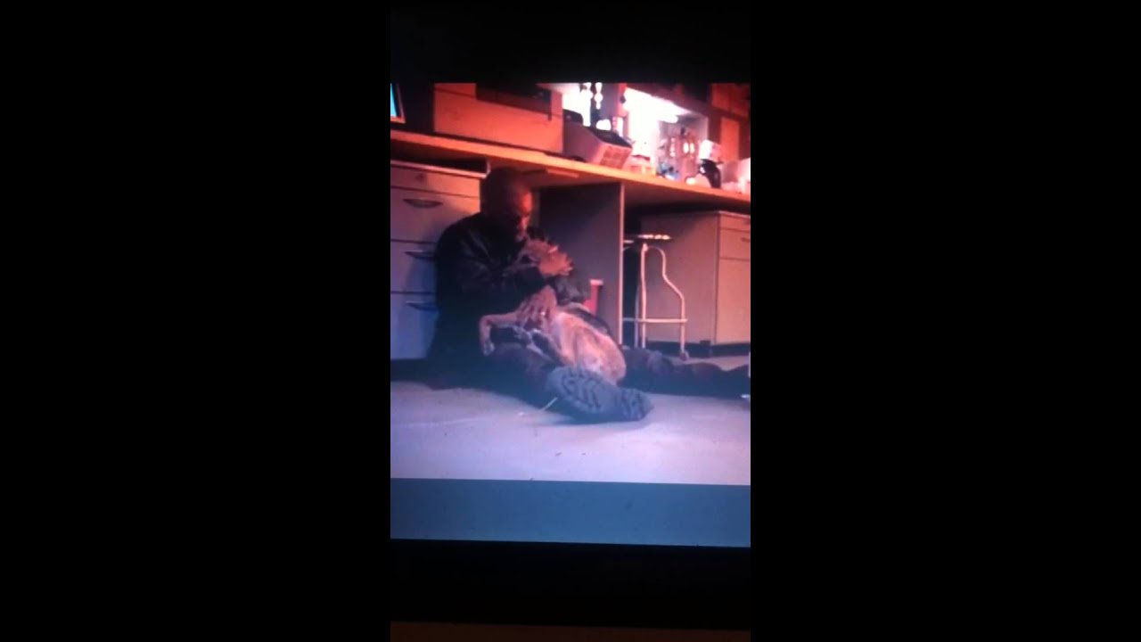 I am Legenddog dies scene YouTube