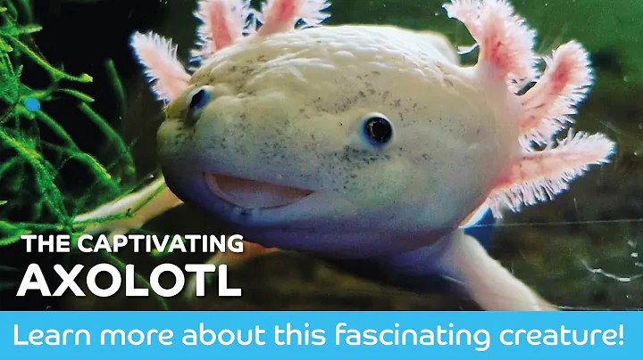 The Captivating Axolotl!