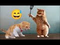 Funny cats  newest cute kitten 2024 3 cats vn