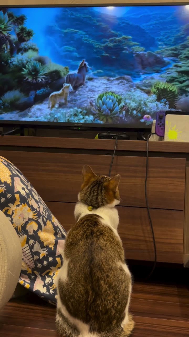 Funny kitten top