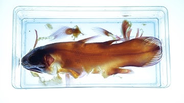 Six Ways To Prepare a Coelacanth - Shelf Life #3