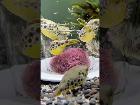 Spotted Congo Puffers Enjoying Live Tubifex!