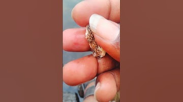 The color of agate is predominantly white with some brown or red inclusions