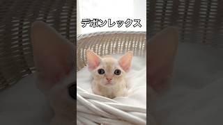 【デボンレックス】 #デボンレックス #子猫 #ブリーダー #デボンレックスブリーダー #でぼんれっくす #devonrex #goldenrex #ねこ #shorts #巻き毛 #kitten