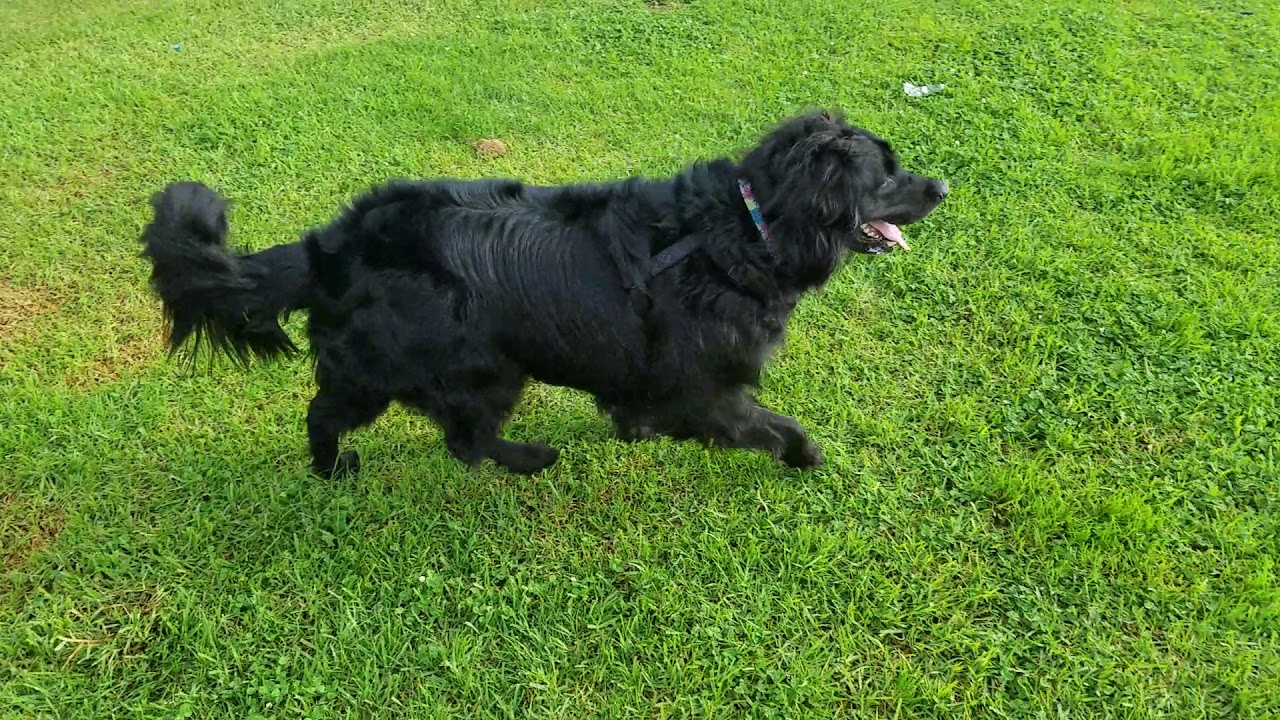 black golden retriever