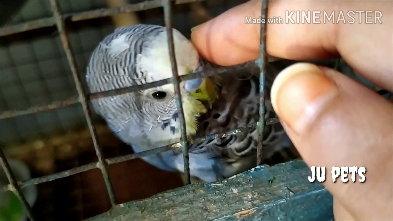 Budgie goes for massage YouTube
