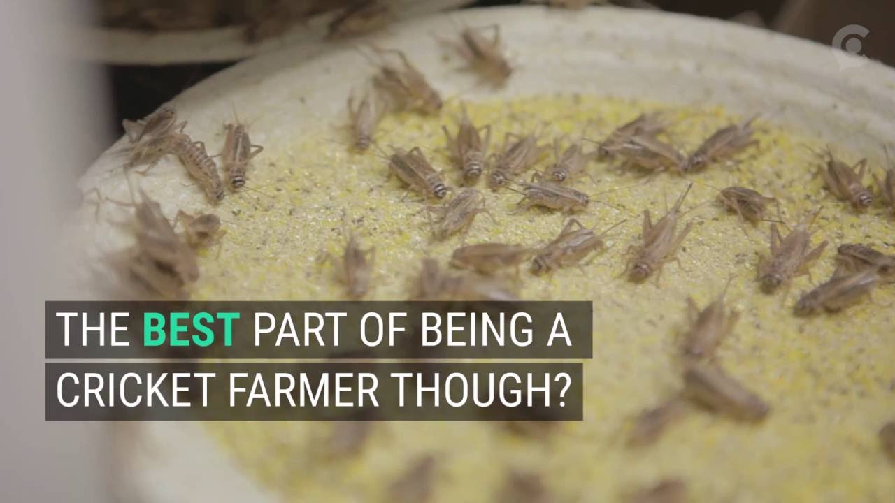 First Commercial Cricket Farm in the USA Where Bugs are Bred for People