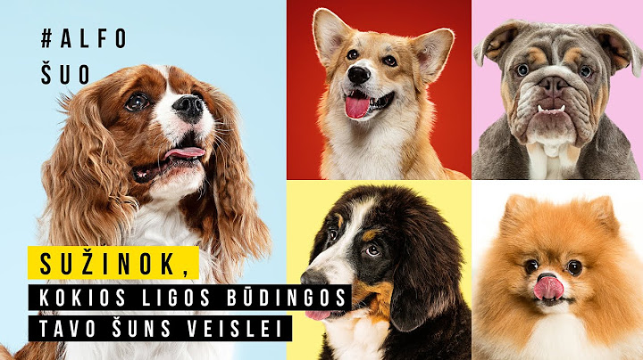 Alfo šuo. TOP 10 populiariausių šunų veislių ir tik joms būdingų ligų, kuriomis serga keturkojai
