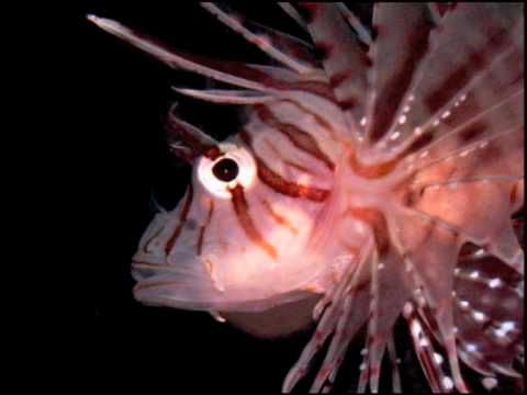 LIONFISH WARS - The Interviews: Part 2 of 6