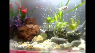 Tevzebi Chemi Akvariumi By Zgarbi 19 10 2014