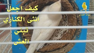 خطوات مهمة تحفيز انثى الكناري على بناء العش بسرعة