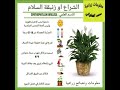 نبات الشراع او زنبقة السلام نبات الشراع او زنبقة السلام