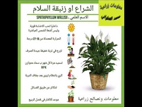 نبات الشراع او زنبقة السلام