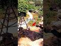 hey Still Pull Oil by Hand From 100-Year-Old Wells