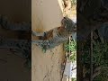 #funny #pets #catcomedy #catvideos #cat #prettycat #cuteanimal #prettyfunny #cutecat #kitten