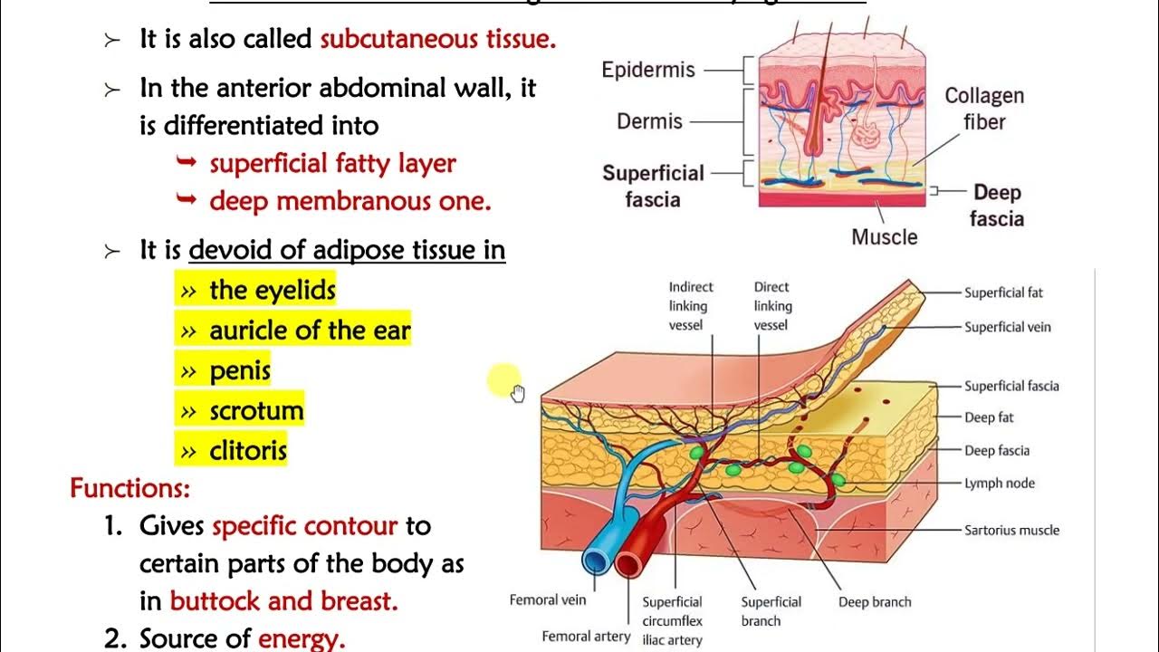 Lec. 1 part 2 (Fascia) Biology Diagrams