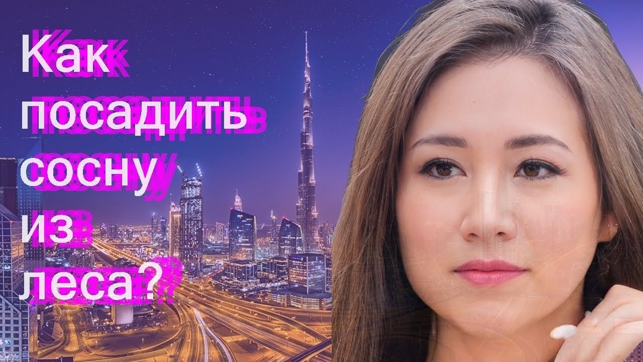  посадить сосну из леса? - YouTube