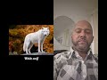 #wolfoo#dothingsyoudontwanttodo#colors#animalshorts#theothersideofmakebelieve#wildlife#animals