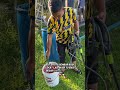Mencari ilmu di kebun durian #durian #musangking #pekebun #petani #pahang