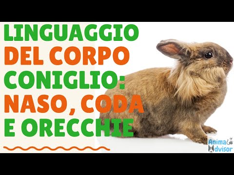 Video: Come Curare Il Naso Che Cola In Un Coniglio