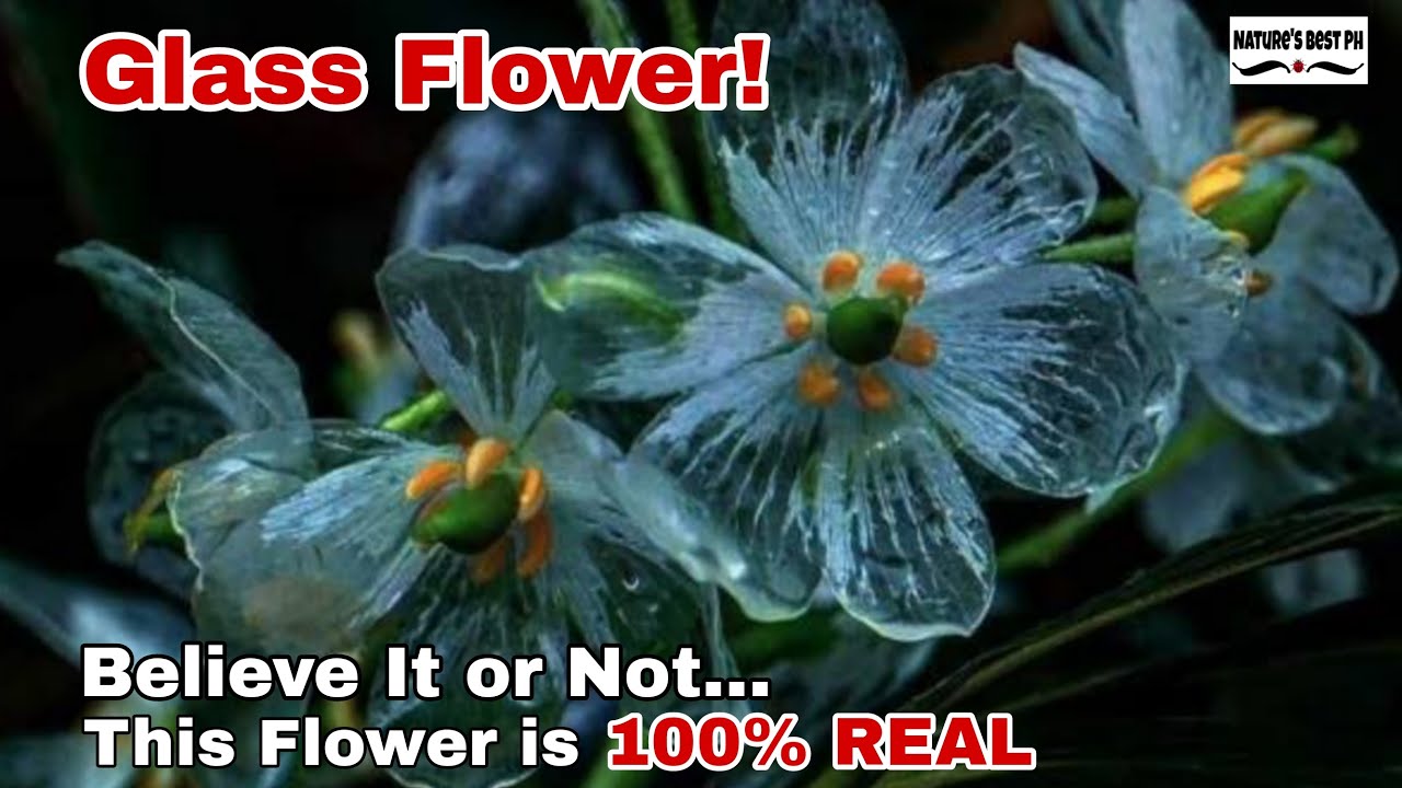 Nature’s Hidden Glass Masterpiece: The Skeleton flower