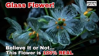 Nature’s Hidden Glass Masterpiece: The Skeleton flower