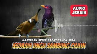 Masteran Cililin Sambung Kedasih Ungu Violet Cuckoo Suara Jernih Tanpa Jeda Panjang