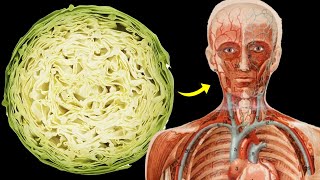 What Happens To Your Body When You Eat Cabbage Everyday