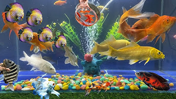 Tổng Hợp Video Động Vật Đầy Màu Sắc,Hoa,Cây,Cá Da Trơn,Cá Koi,Cá Cắt Kéo,Cá Cánh Buồm,Cá Lóc Bông