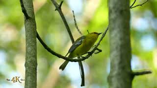 Pointe Pélée: Dozens of birders amass to see elusive Blue-Winged Warbler