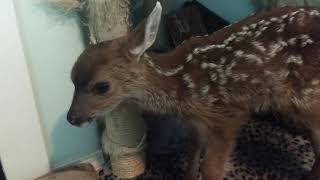 Hungry Baby Deer explores the house Part 1